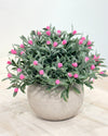 SMALL PINK FLOWERING PLANT POT